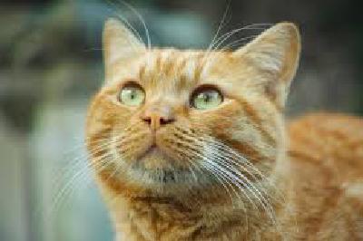 orange-cat-3.jpg